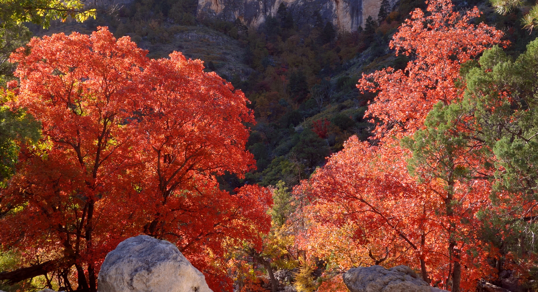 fall in Guadalupe National park