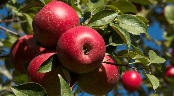 Apple Orchards in the El Paso Area